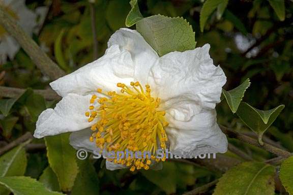 camellia yunnanensis 3 graphic